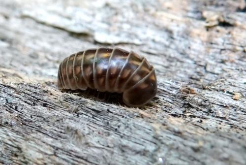 Glomeris intermedia